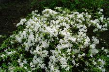 arboretum_225x150_091.jpg