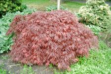 arboretum_225x150_092.jpg