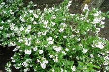 arboretum_225x150_095.jpg