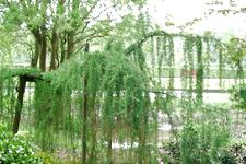 arboretum_225x150_097.jpg