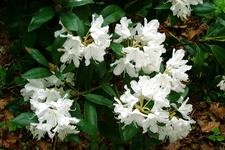 arboretum_225x150_098.jpg