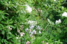 arboretum_225x150_103.jpg