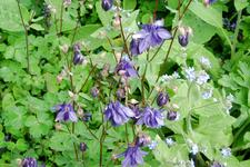 arboretum_225x150_104.jpg