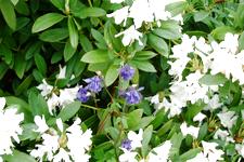 arboretum_225x150_107.jpg