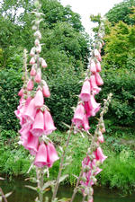 arboretum_150x225_005.jpg