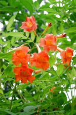 arboretum_150x225_012.jpg