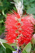 arboretum_150x225_016.jpg