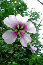 arboretum_150x225_019.jpg