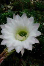 arboretum_150x225_022.jpg