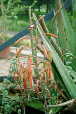 arboretum_150x225_023.jpg