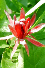 arboretum_150x225_029.jpg