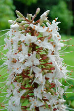 arboretum_150x225_032.jpg