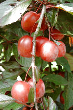 arboretum_150x225_034.jpg