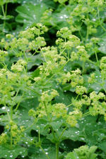 arboretum_150x225_057.jpg