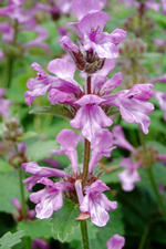 arboretum_150x225_061.jpg