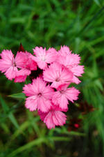 arboretum_150x225_065.jpg