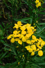arboretum_150x225_067.jpg
