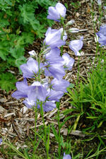 arboretum_150x225_068.jpg