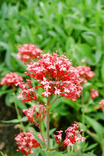 arboretum_150x225_072.jpg
