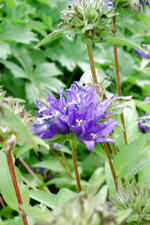arboretum_150x225_101.jpg