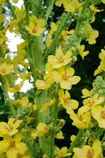arboretum_150x225_102.jpg