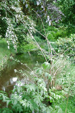arboretum_150x225_103.jpg