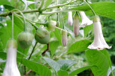 arboretum_225x150_014.jpg