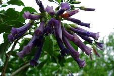 arboretum_225x150_017.jpg
