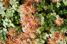 arboretum_225x150_027.jpg