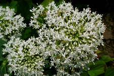 arboretum_225x150_030.jpg