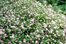 arboretum_225x150_037.jpg