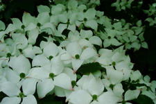 arboretum_225x150_039.jpg