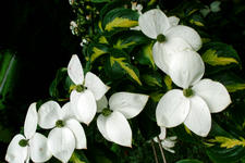 arboretum_225x150_040.jpg