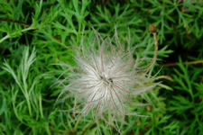 arboretum_225x150_058.jpg