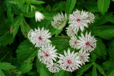 arboretum_225x150_059.jpg