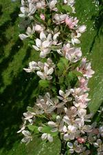 arboretum_150x225_018.jpg