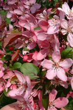 arboretum_150x225_022.jpg