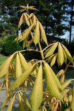 arboretum_150x225_024.jpg