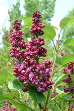 arboretum_150x225_025.jpg