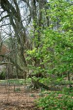 arboretum_150x225_032.jpg