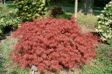 arboretum_225x150_007.jpg