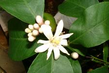 arboretum_225x150_031.jpg