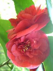 arboretum_170x227_016.jpg
