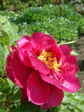 arboretum_170x227_023.jpg