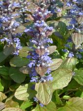 arboretum_170x227_028.jpg