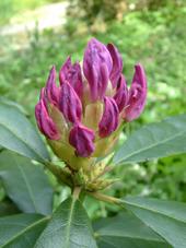 arboretum_170x227_032.jpg