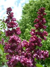 arboretum_170x227_041.jpg