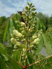 arboretum_170x227_042.jpg
