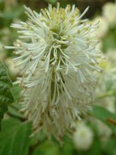 arboretum_170x227_044.jpg
