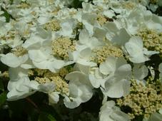 arboretum_227x170_002.jpg